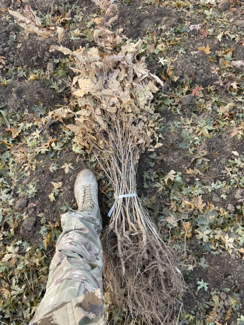 预售辽东栎苗蒙古栎柞树苗橡树苗一年二年苗