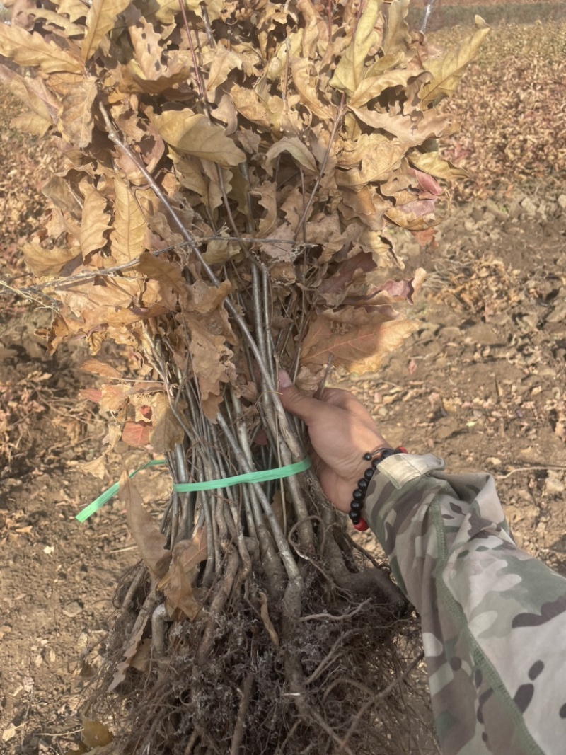 预售辽东栎苗蒙古栎柞树苗橡树苗一年二年苗