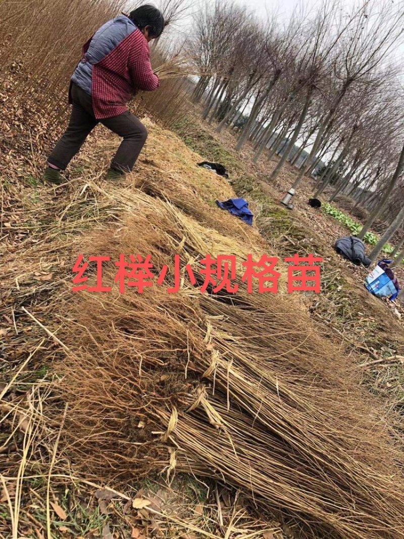 榉树小苗，一年生榉树小苗，红榉苗，自产自销，全国发货