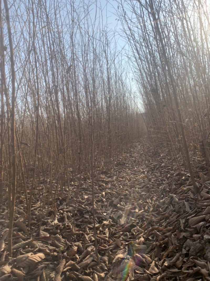 榉树小苗，一年生榉树小苗，红榉苗，自产自销，全国发货