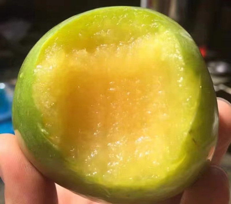 大量出售皇后李子苗