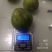 大量出售皇后李子苗