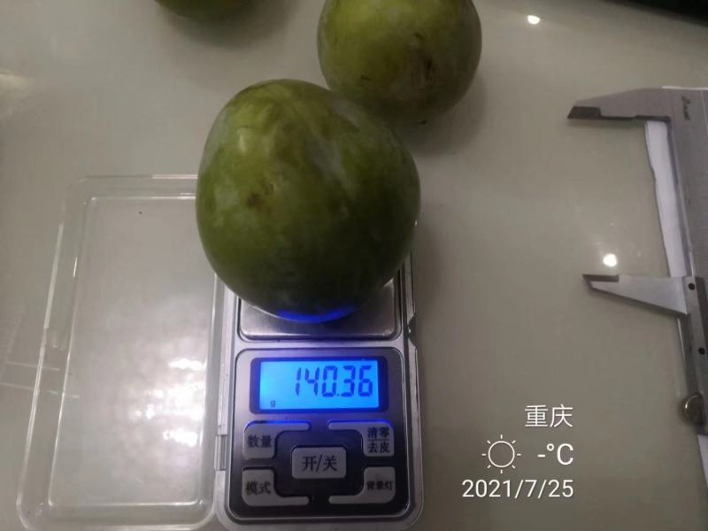 大量出售皇后李子苗