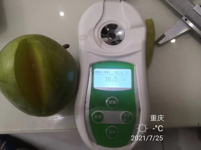 大量出售皇后李子苗