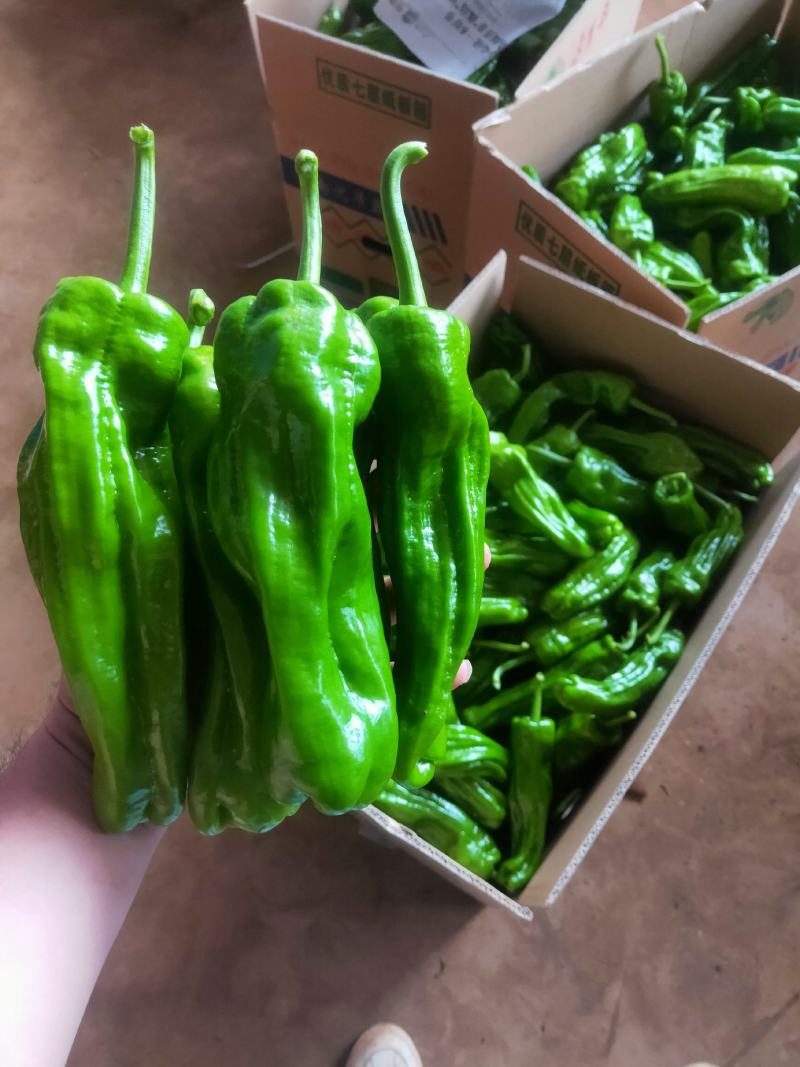 广东省徐闻县精品辣椒大量供应，价格优美。