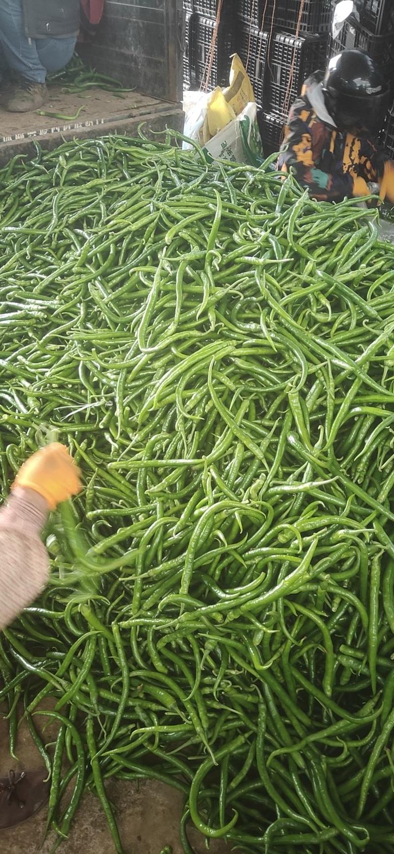 广东省徐闻县精品辣椒大量供应，价格优美。