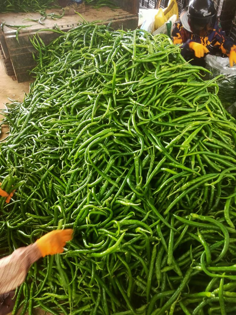 广东省徐闻县精品辣椒大量供应，价格优美。