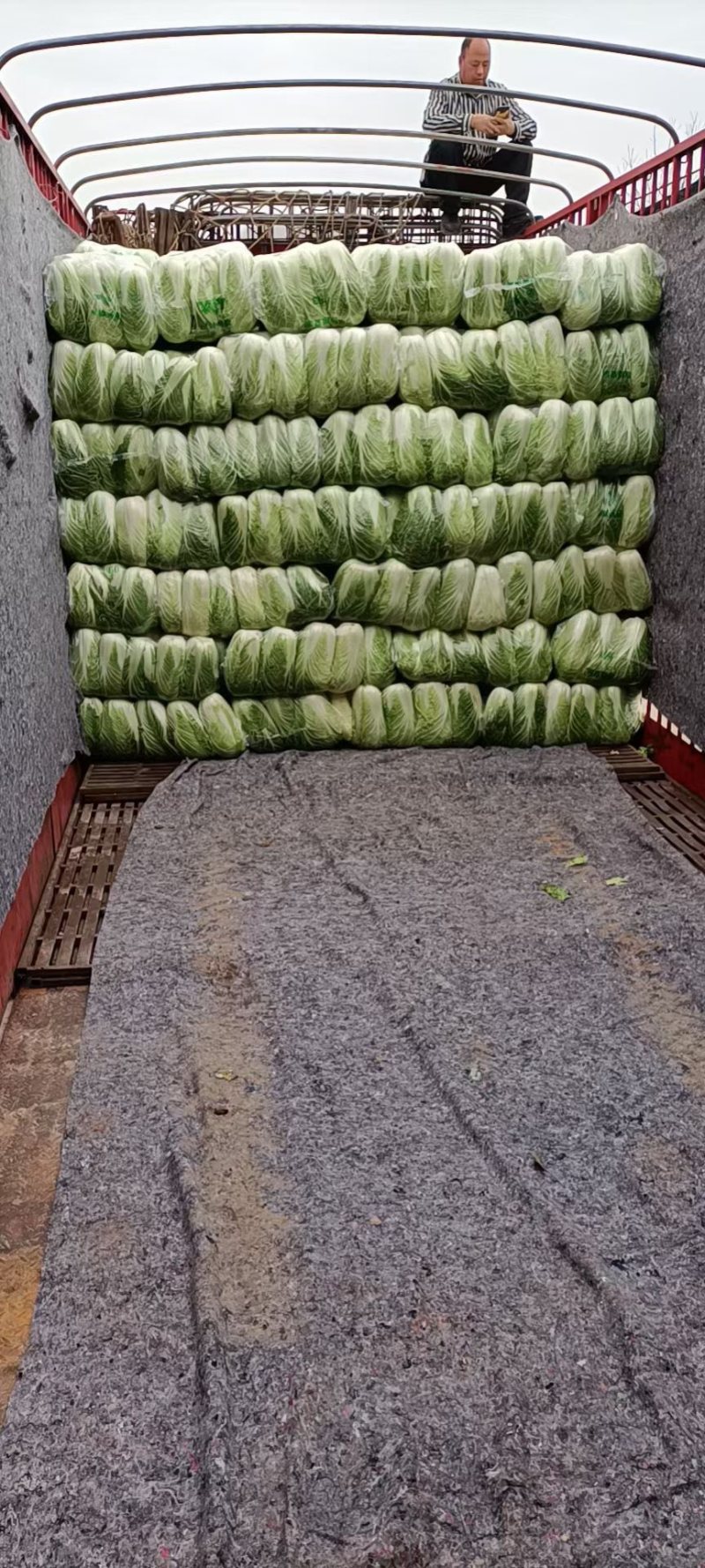 【白菜】湖北大白菜，黄心白菜，产地直发，一手货源，可视频看货