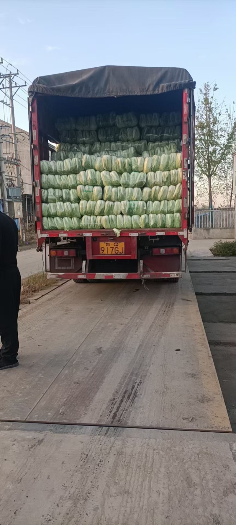 【白菜】湖北大白菜，黄心白菜，产地直发，一手货源，可视频看货