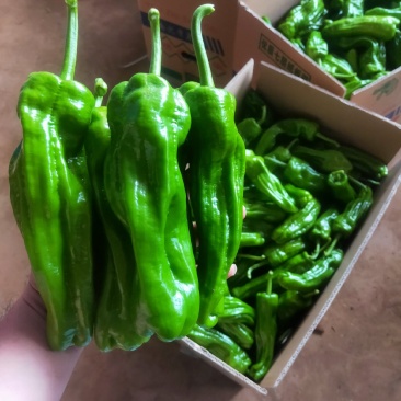 广东省徐闻县精品辣椒大量供应，价格优美。
