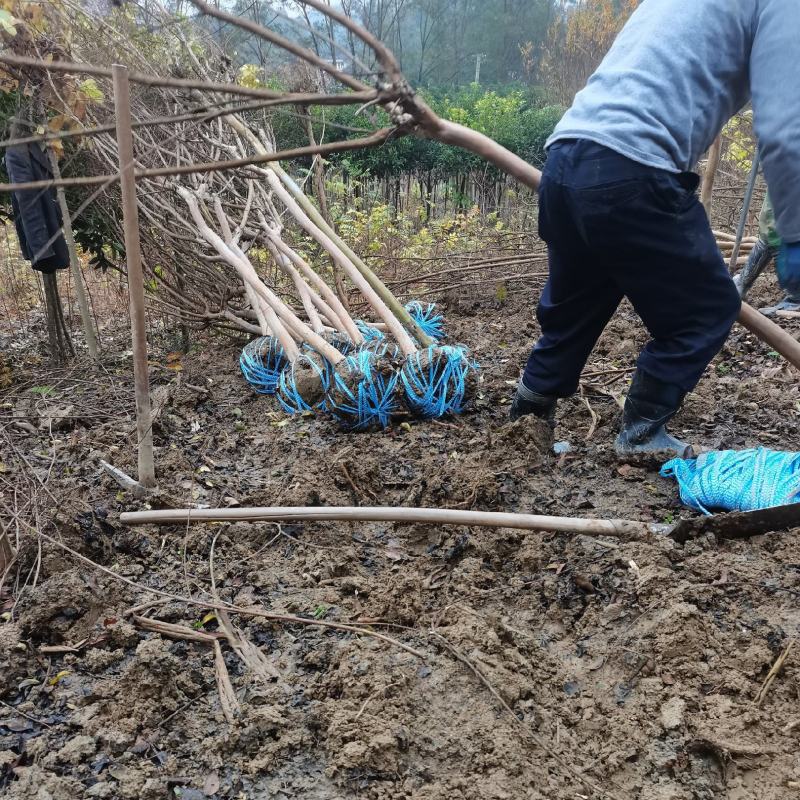 陕南大红花紫微3-8公分苗圃一手货源……