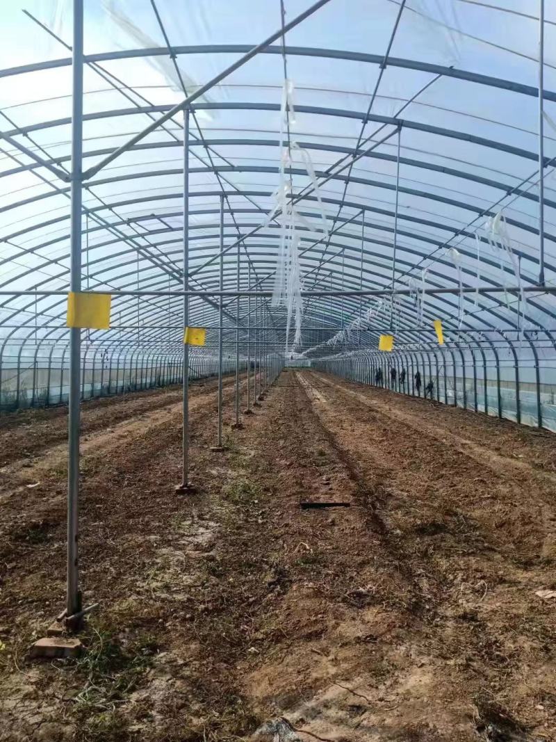 专业生产冬枣大棚葡萄棚遮阳棚管型齐全可定制