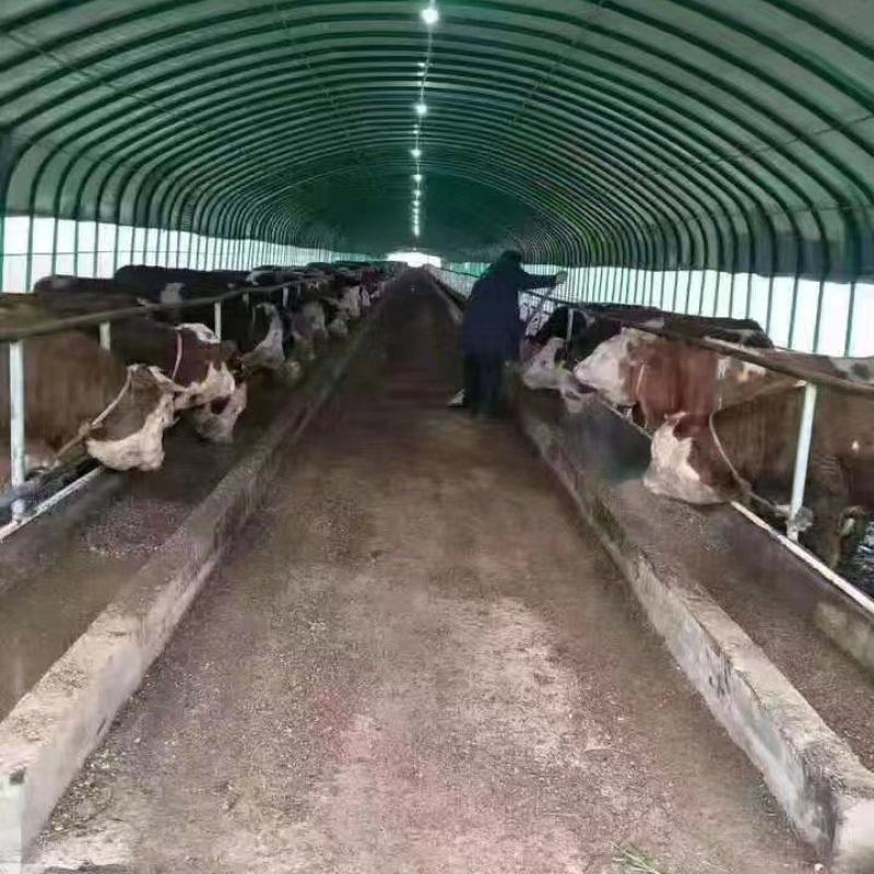 专业生产各种规格新型养殖大棚羊棚牛棚全国发货包建