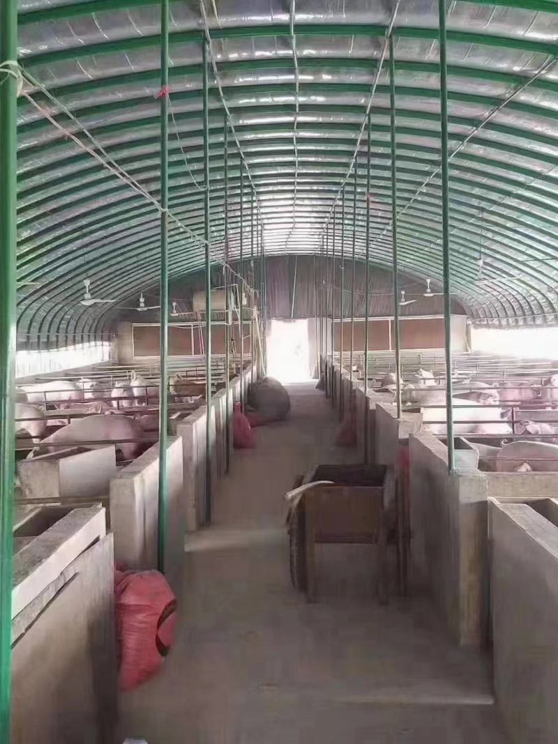 专业生产各种规格新型养殖大棚羊棚牛棚全国发货包建