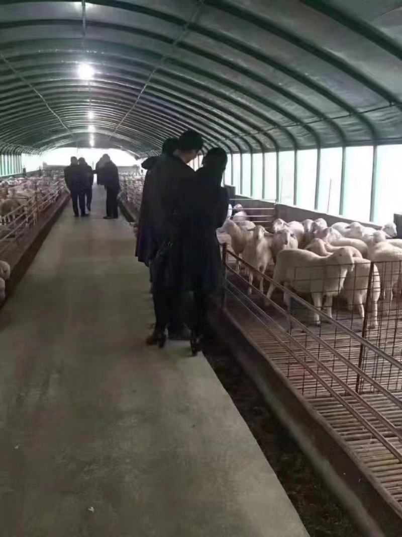 专业生产各种规格新型养殖大棚羊棚牛棚全国发货包建