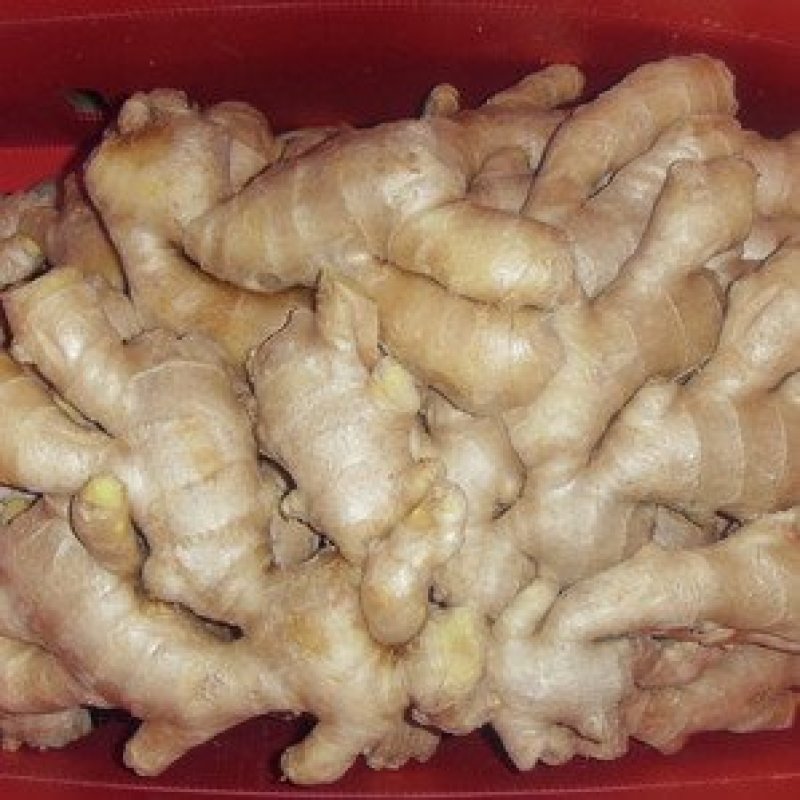 江苏大黄姜精品生姜基地直供诚信经营有意者电话请联