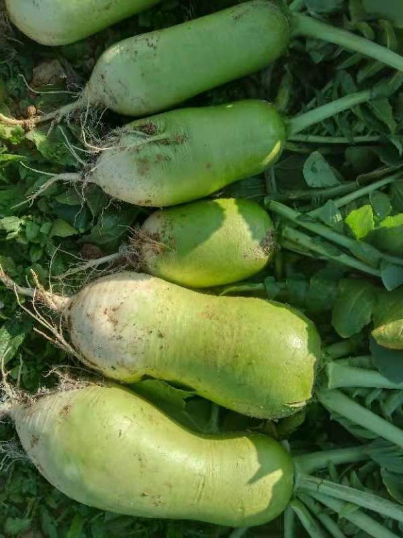 襄阳青萝卜，口感脆甜，基地货，质量好，价格优