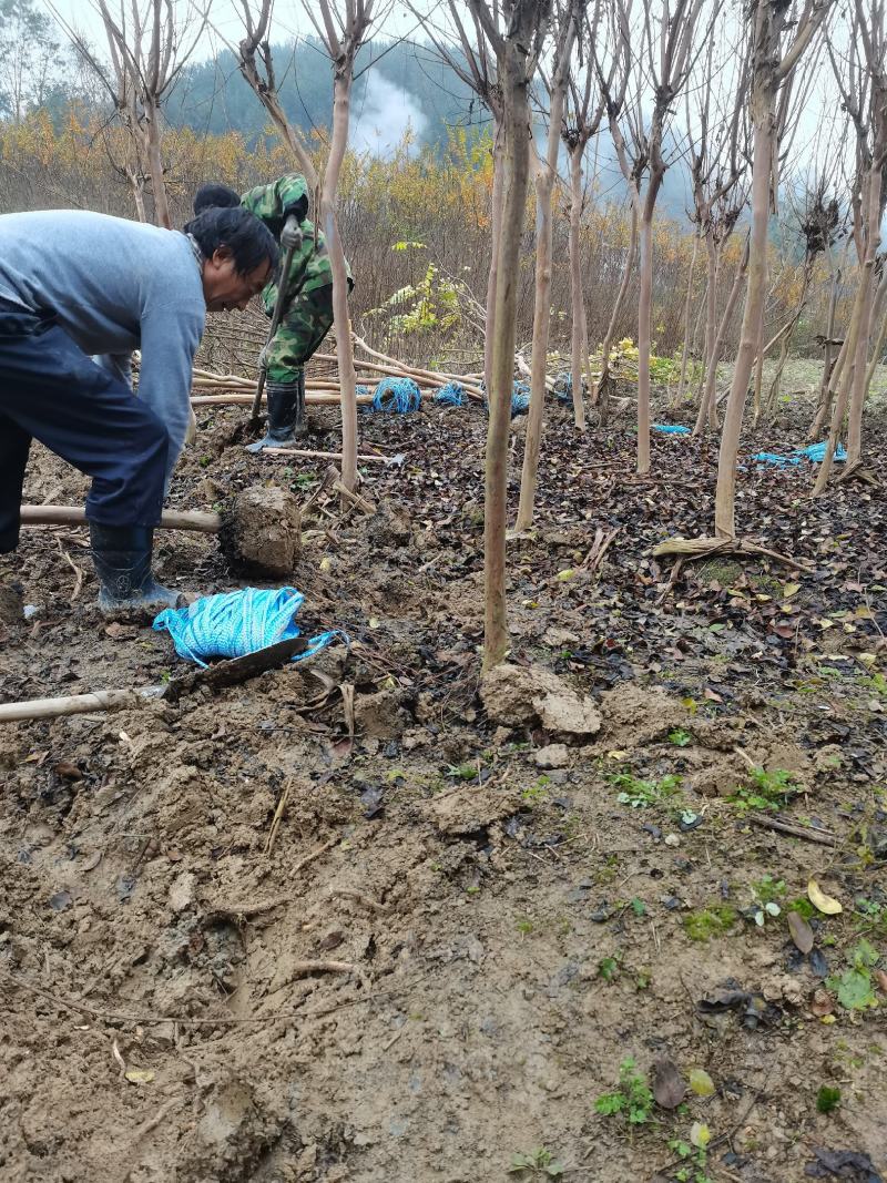 陕南大红花紫微3-8公分苗圃一手货源……