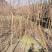 陕南大红花紫微3-8公分苗圃一手货源……