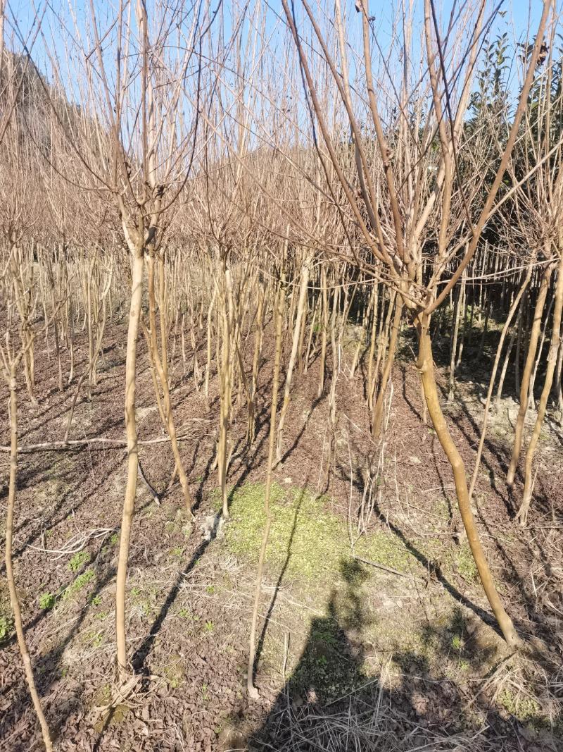 陕南大红花紫微3-8公分苗圃一手货源……