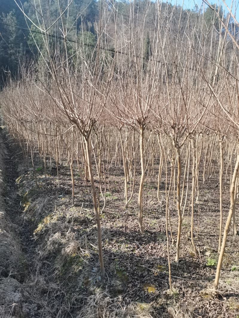 陕南大红花紫微3-8公分苗圃一手货源……