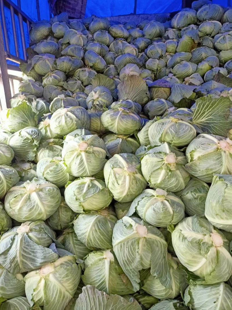 精品甘蓝圆包菜莲花，产地直发，现摘现发，货源充足