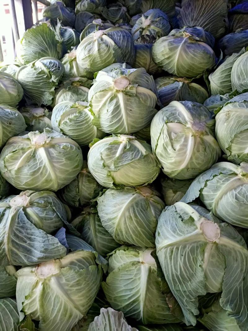 精品甘蓝圆包菜莲花，产地直发，现摘现发，货源充足