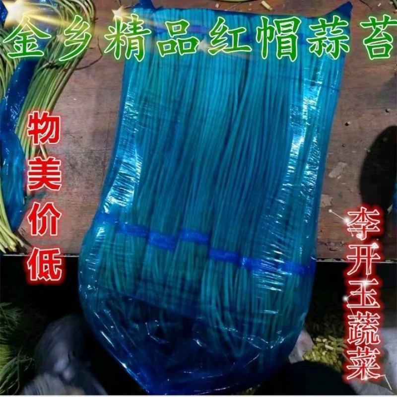 【蒜薹】金乡红帽蒜苔产地直发无霉斑量大从优品质保证