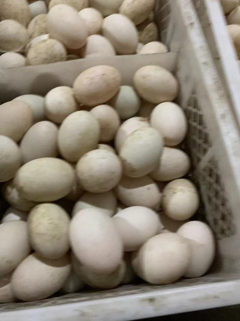 双黄蛋，鲜鸭蛋，双黄鸭蛋，散黄蛋，精纹蛋，双黄鹅蛋