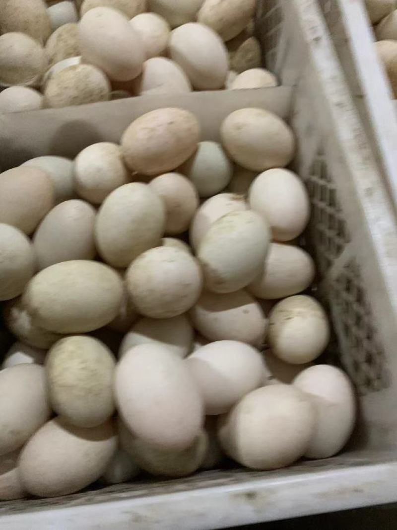 双黄蛋，鲜鸭蛋，双黄鸭蛋，散黄蛋，精纹蛋，双黄鹅蛋