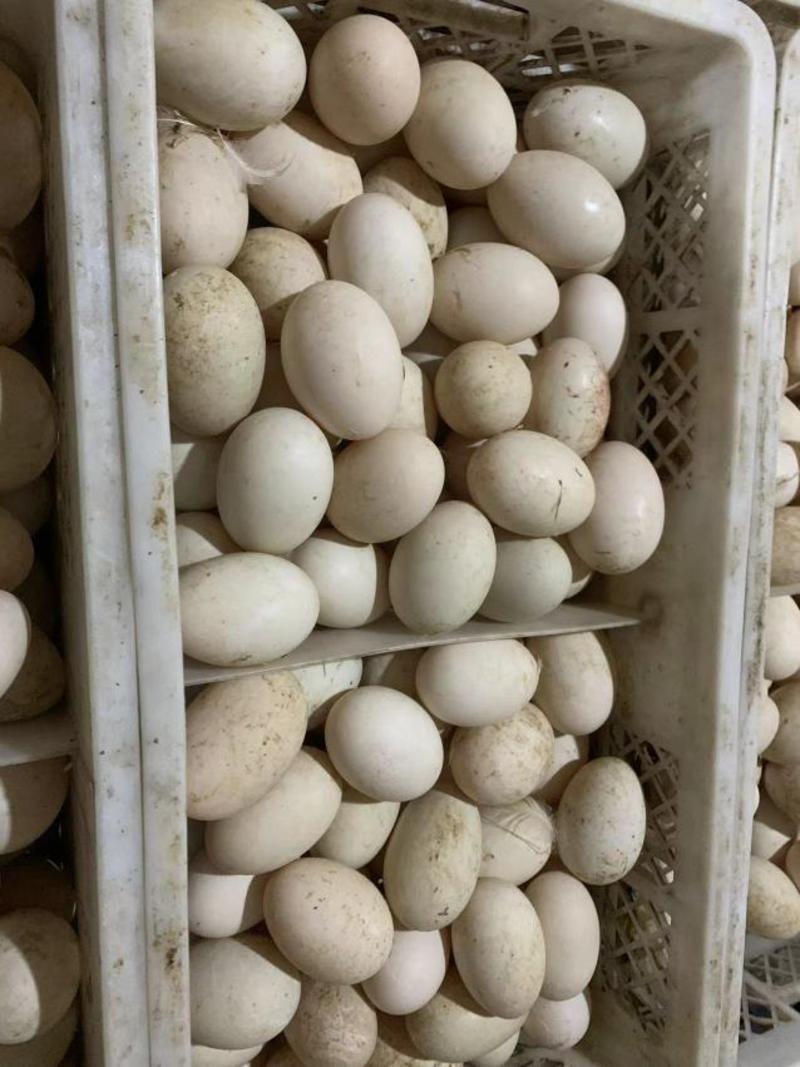 双黄蛋，鲜鸭蛋，双黄鸭蛋，散黄蛋，精纹蛋，双黄鹅蛋