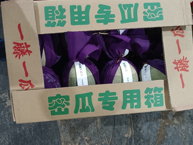 【实力供货】海南玫珑瓜网纹瓜，承接超市，电商一件代发等