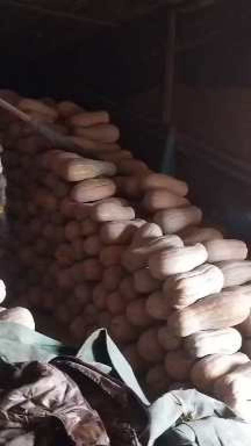 【上品】蜜本南瓜大量上市了，价格美丽，一手货源。