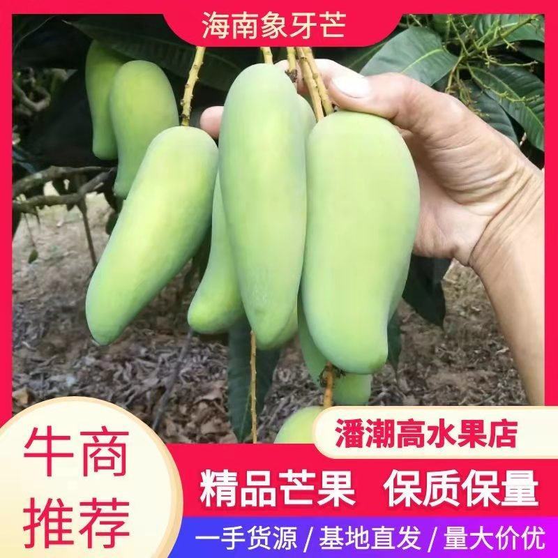来自北纬18度°海南省-三亚市-高山象牙芒果