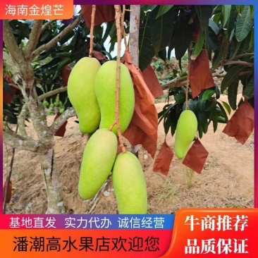 来自北纬18度°海南三亚市-金煌芒果原产地直供