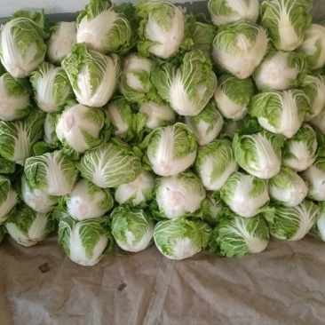 周口大白菜，秦白二号,鸡腿白菜，新乡小包，868,品种齐