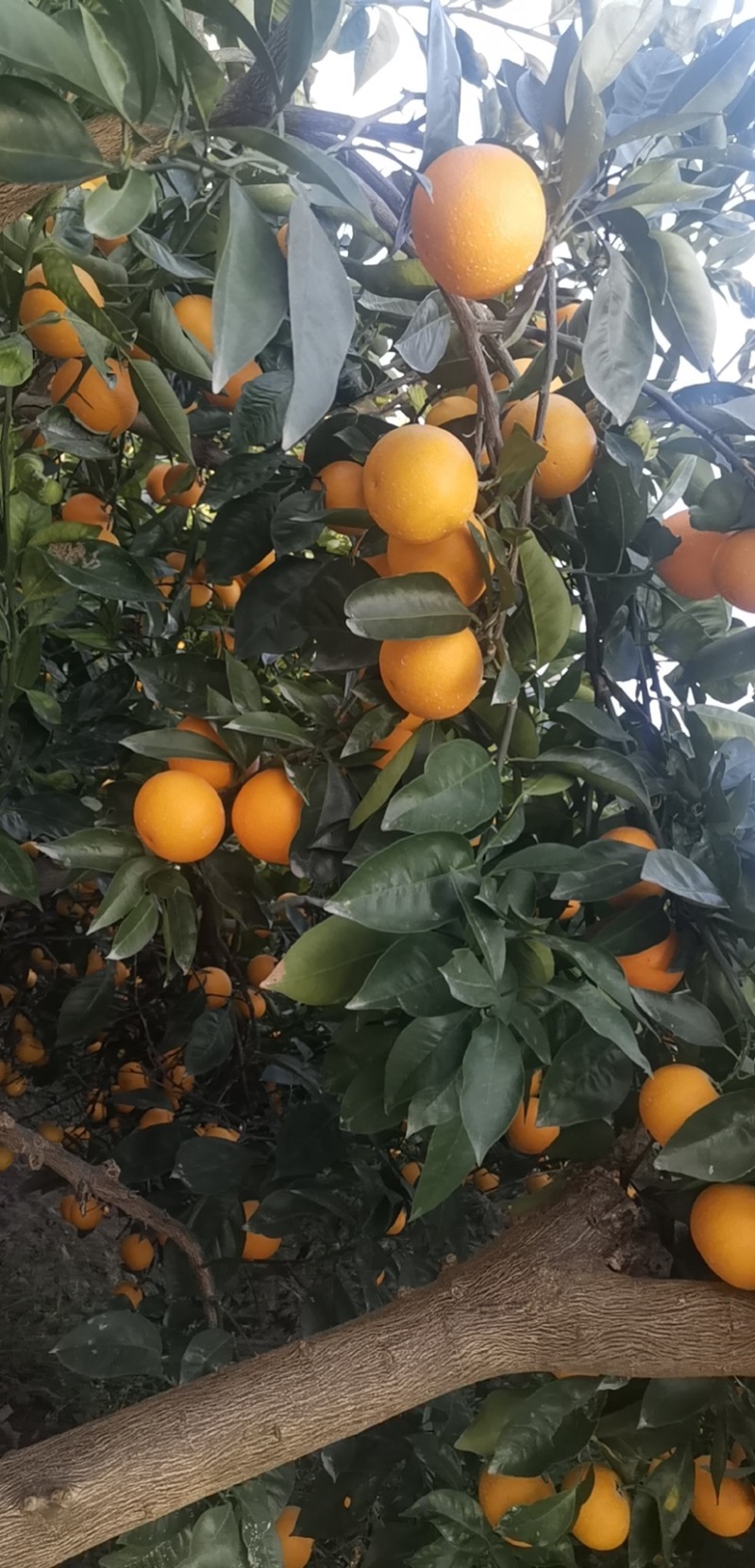 重庆开州精品脐橙口感好/价格便宜/量大质量好/产地直发