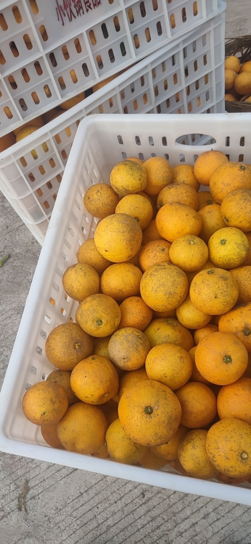 重庆开州精品脐橙口感好/价格便宜/量大质量好/产地直发