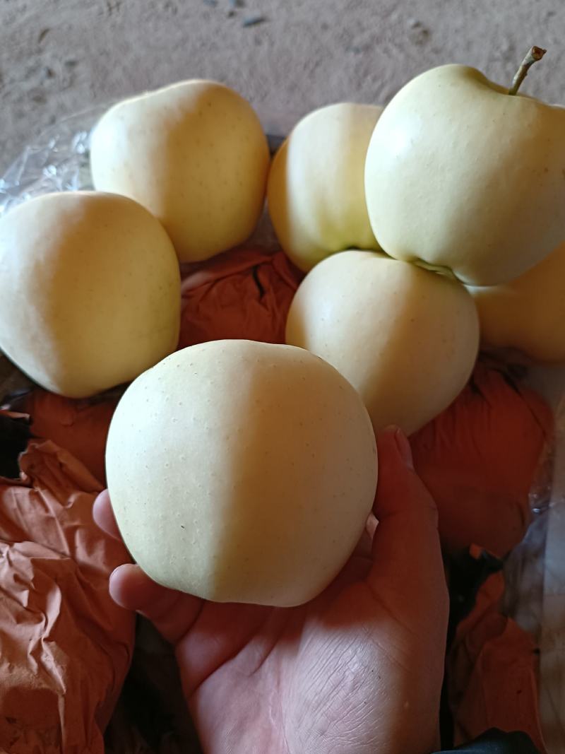 绥中黄元帅，果行好，皮毛价格美丽，一手货源，生超专供