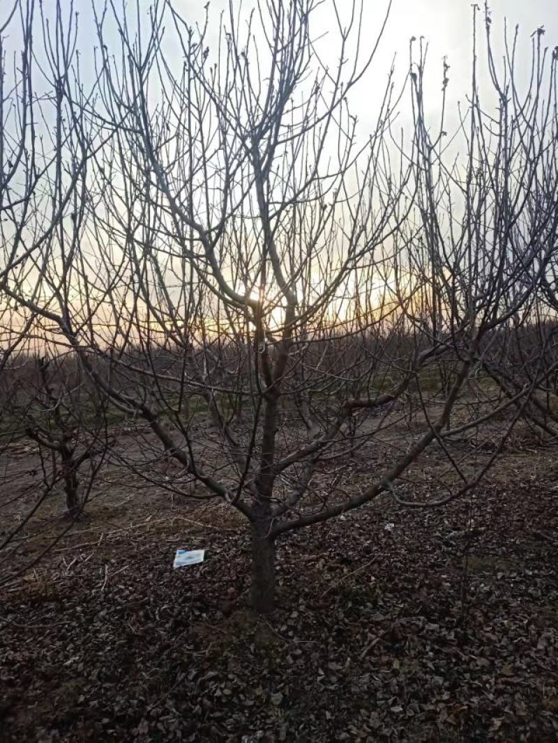 八楞海棠，5-20公分基地直销，欢迎朋友前来选购
