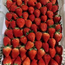 大量红颜草莓出售