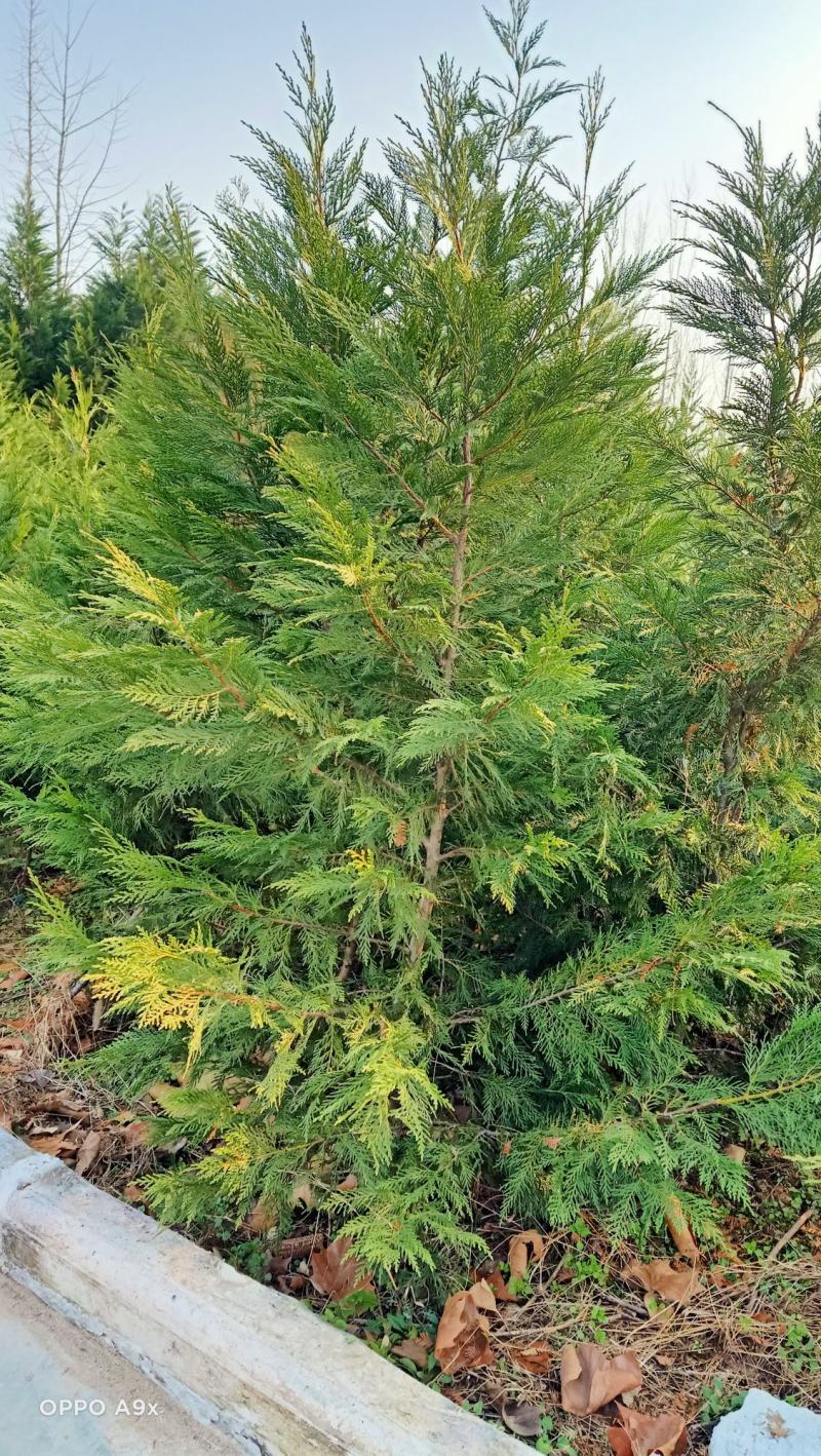 雷登柏，新品种绿化之优雅，风起柏动，柏下听风一龙井