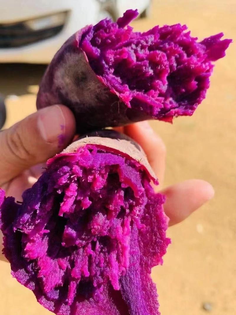 紫薯紫罗兰丘陵沙地种植供应电商超市市场产地一手货源