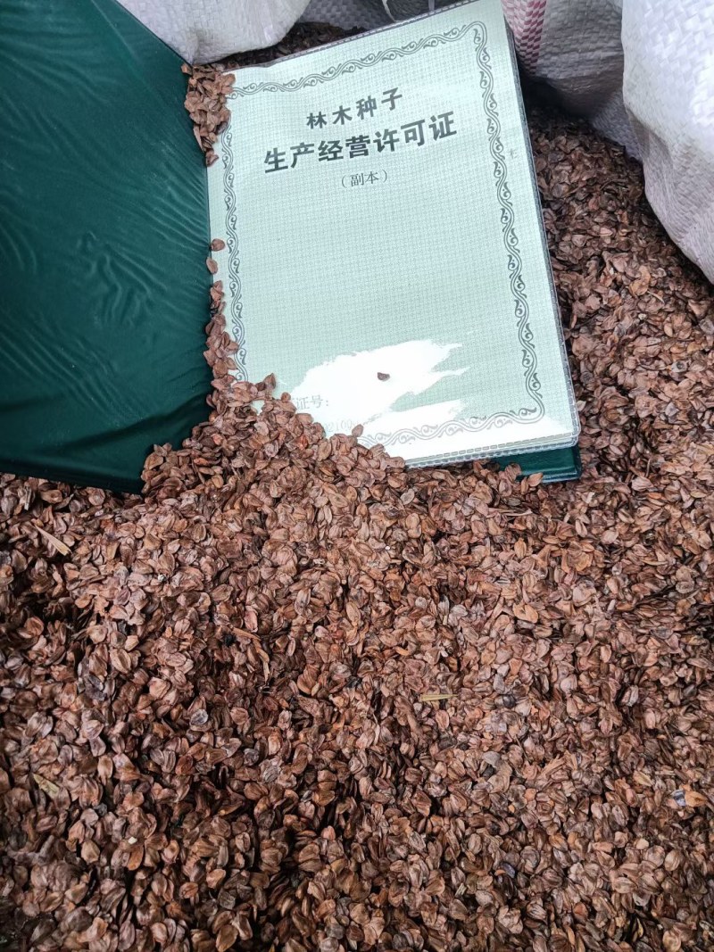 优质良种杉木种子，保证新种