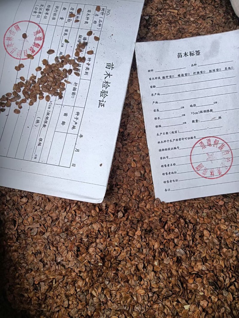 优质良种杉木种子，保证新种