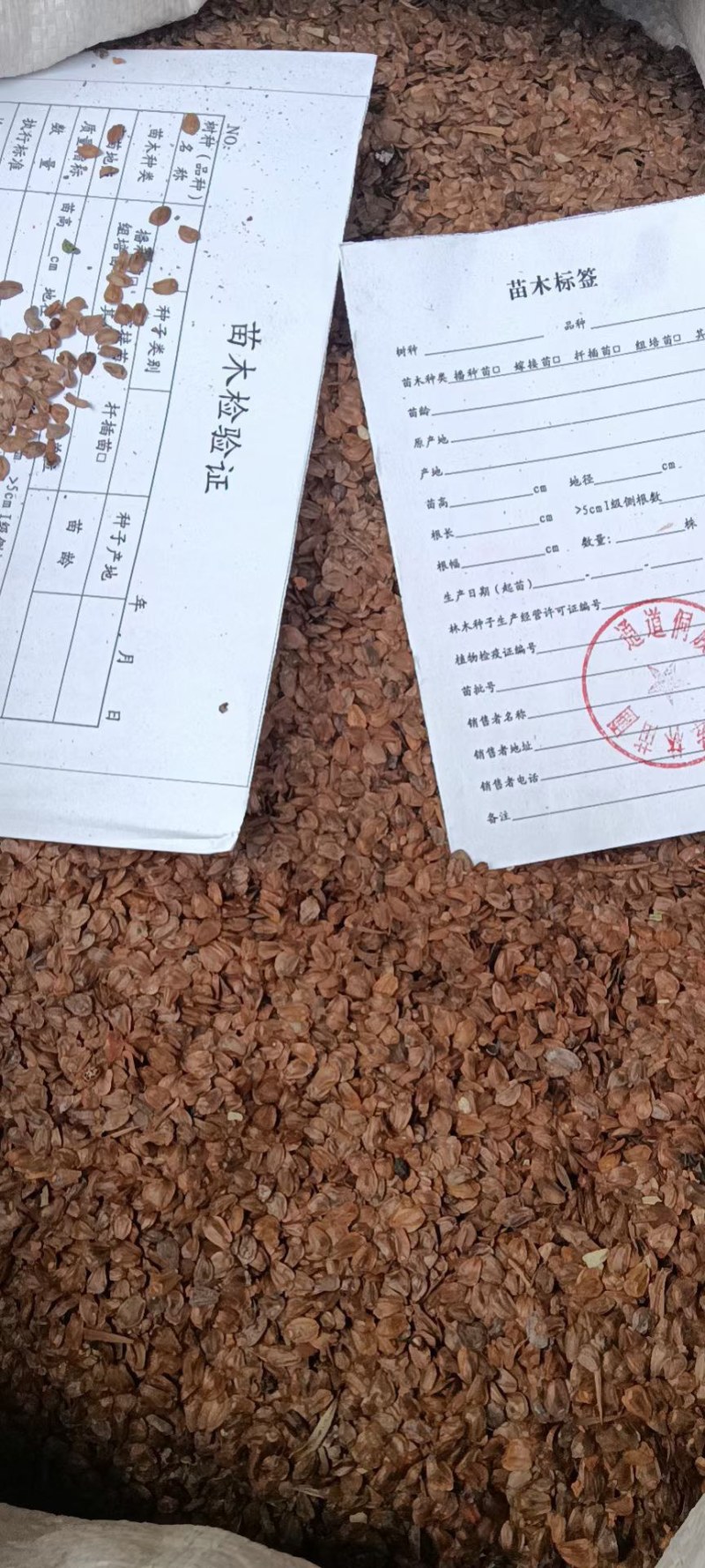 优质良种杉木种子，保证新种