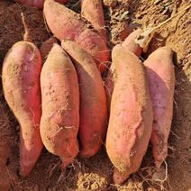 红薯济薯21优质丘陵沙地产地一手货源全国发货保质保量