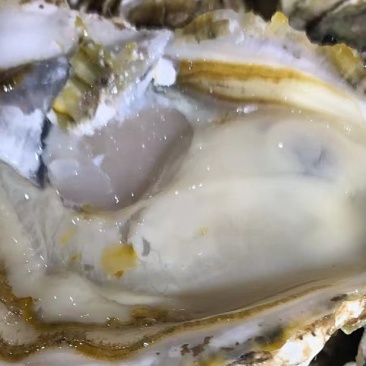 热卖三倍体生蚝乳山牡蛎大连生蚝烧烤新鲜海