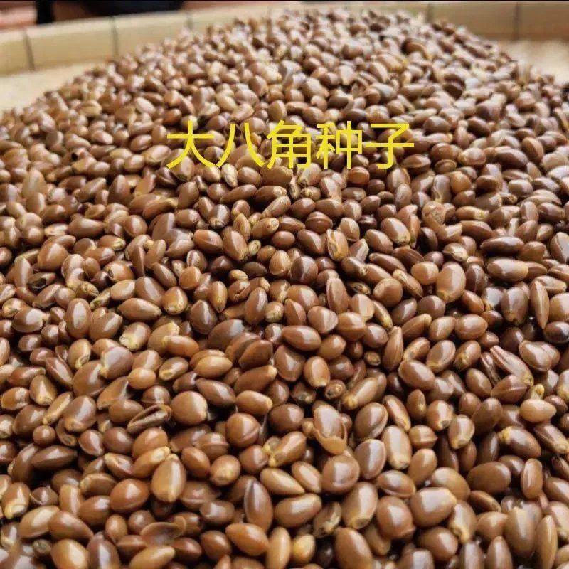 产地直供种植大红八角树种子八角籽大茴香树种籽调料大料八角