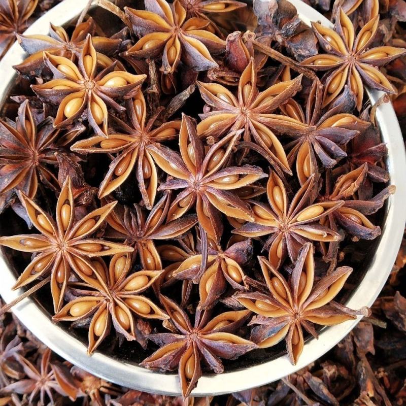产地直供种植大红八角树种子八角籽大茴香树种籽调料大料八角